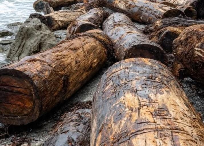 Identifikasi Kayu di Banjir Sumatra Ungkap Banyak Jenis Pohon