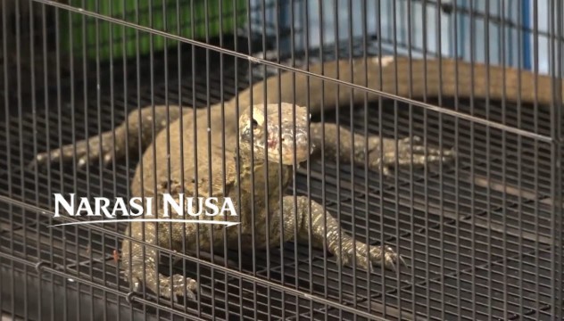 Polda Jatim Bongkar Penyelundupan Komodo Senilai Rp 565 Juta, Enam Tersangka Ditangkap