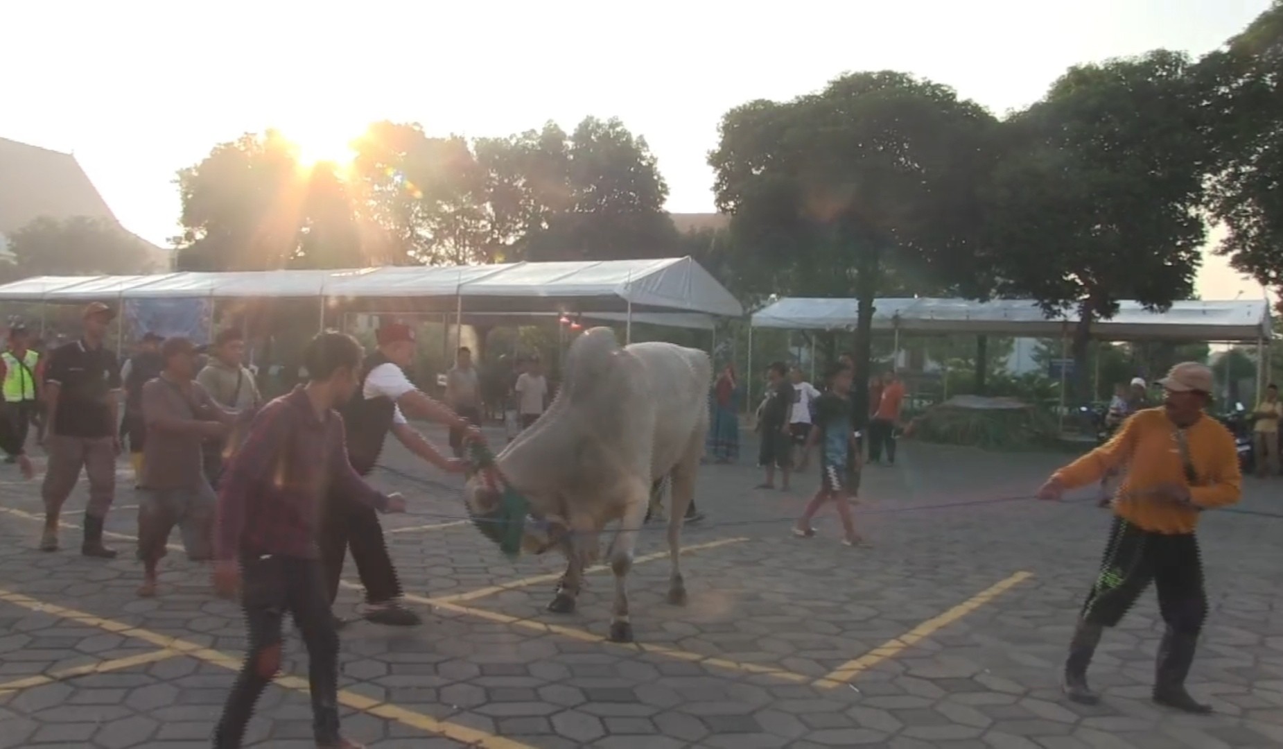 Sapi Kurban Presiden Prabowo 1,1 Ton Disembelih di Masjid Al Akbar Surabaya.