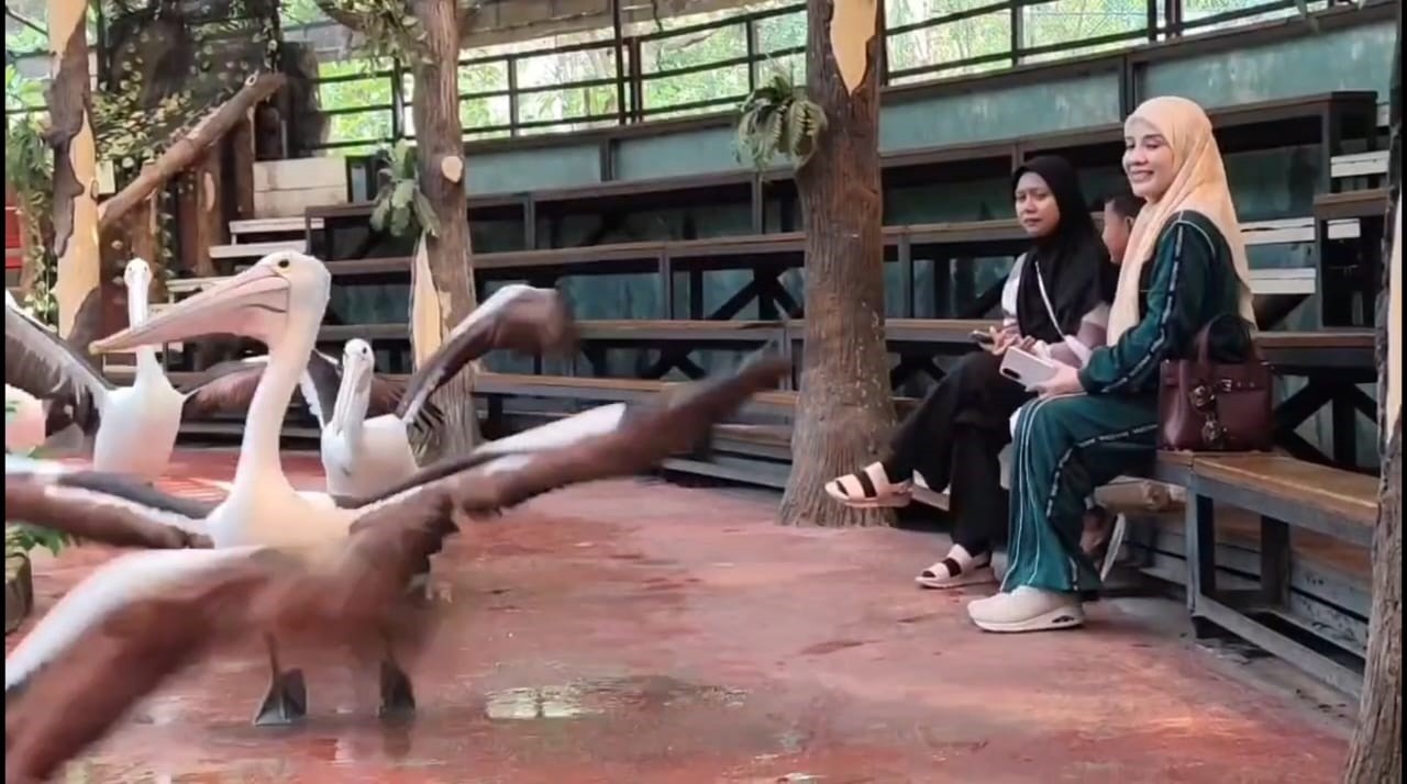 Jelang Libur Natal dan Tahun Baru 2025, Kebun Binatang Surabaya Buka Semua Satwa dan Tambah Koleksi 